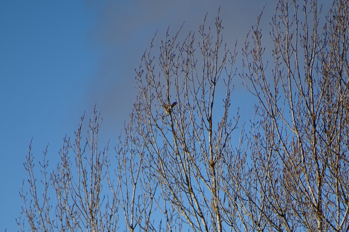 Eurasian Kestrel - ML646597265