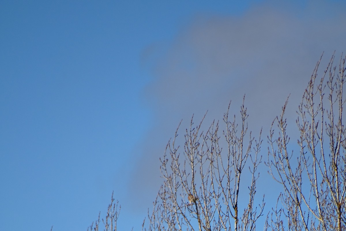 Eurasian Kestrel - ML646597266