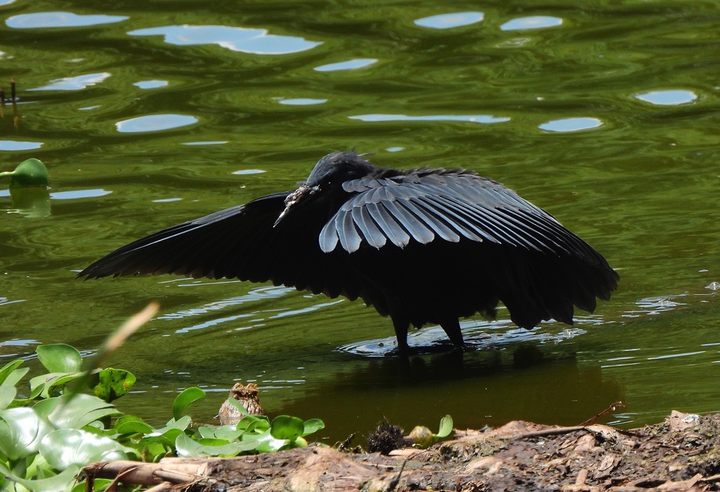 Black Heron - ML646597269