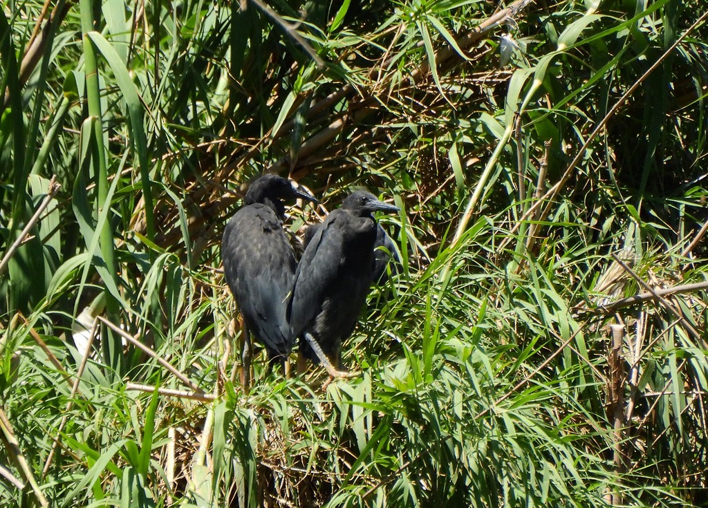 Black Heron - ML646597271