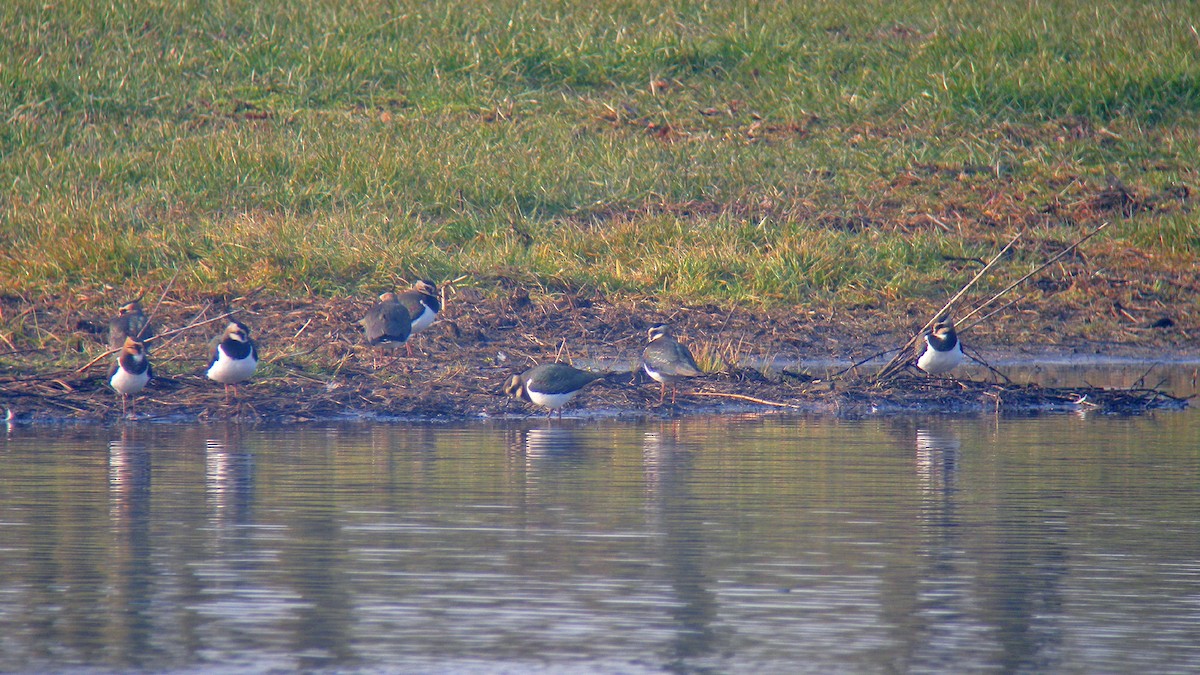 Northern Lapwing - ML646597272