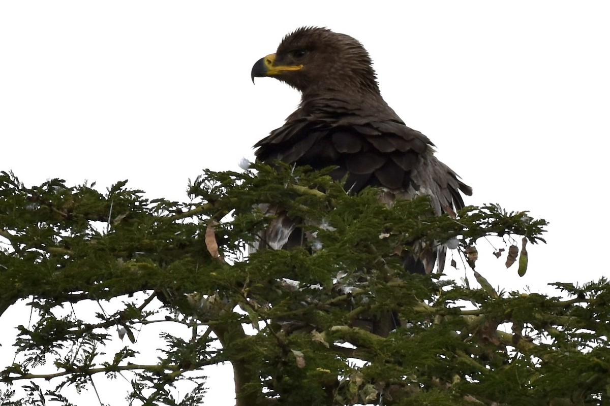 Steppe Eagle - ML646597277