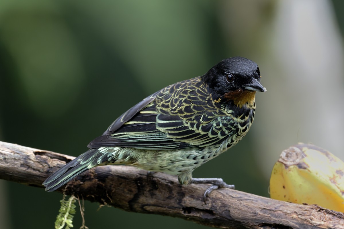 Рыжегорлая танагра - ML646597282