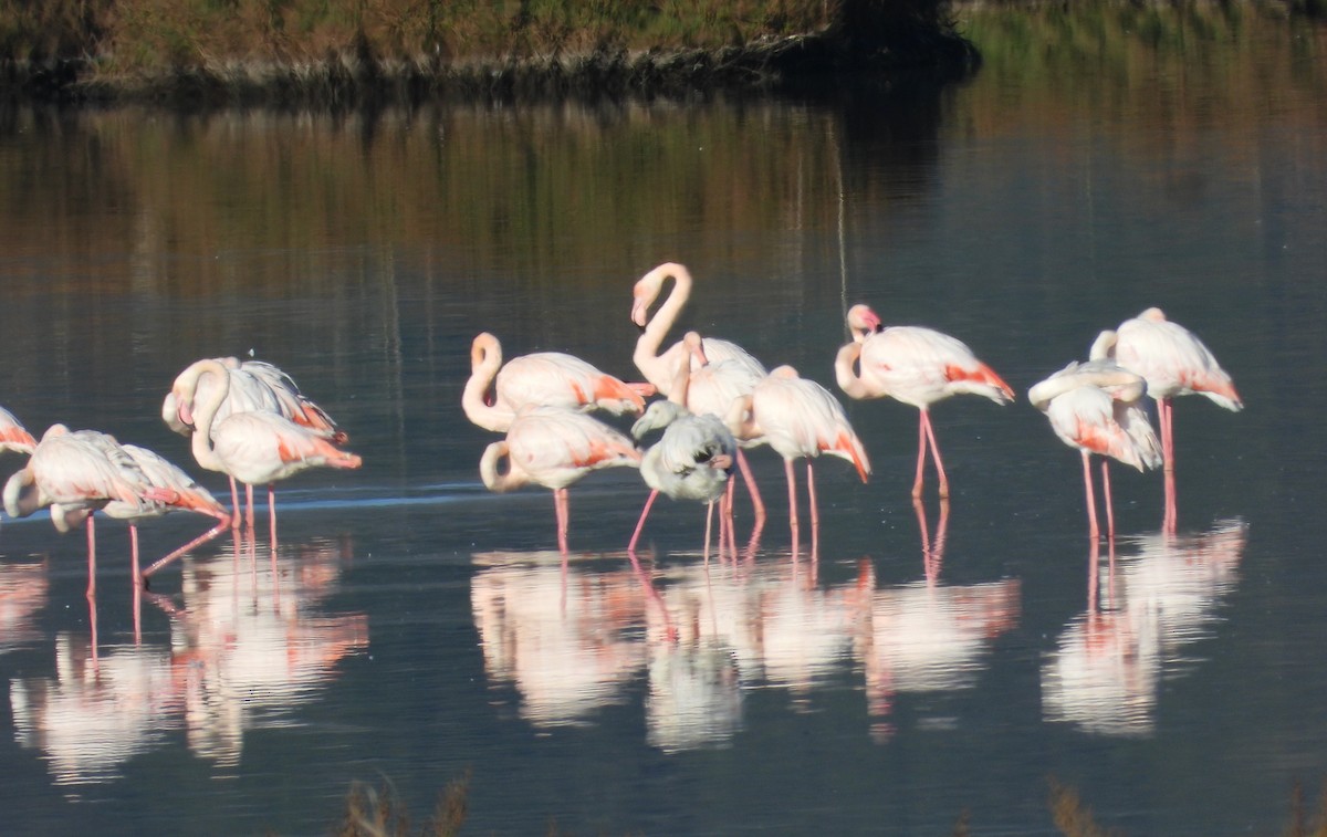 Greater Flamingo - ML646597284