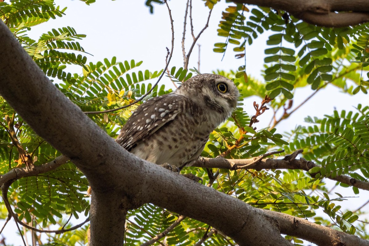 Spotted Owlet - ML646597290