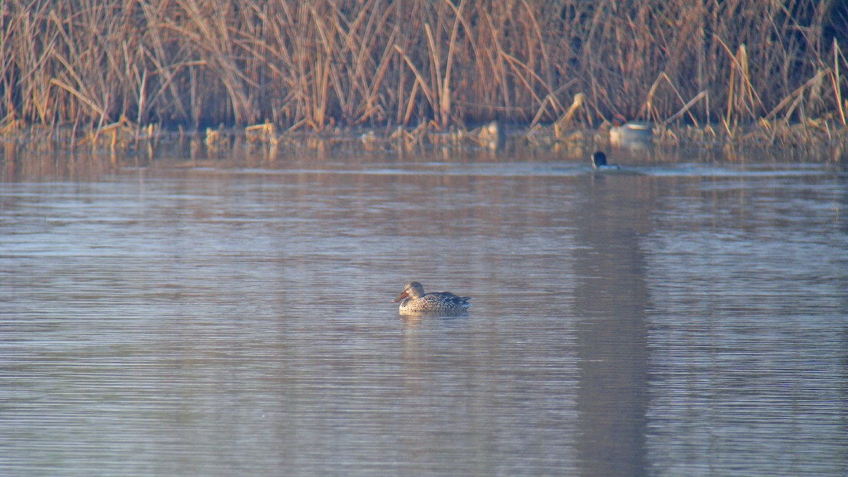 Northern Shoveler - ML646597294