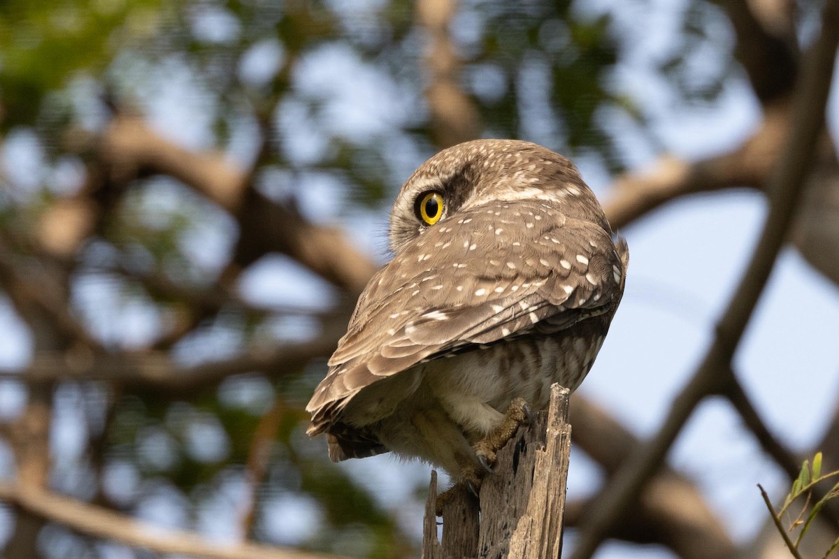 Spotted Owlet - ML646597296