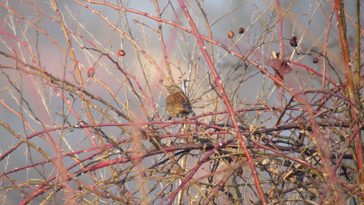 Dunnock - ML646597302