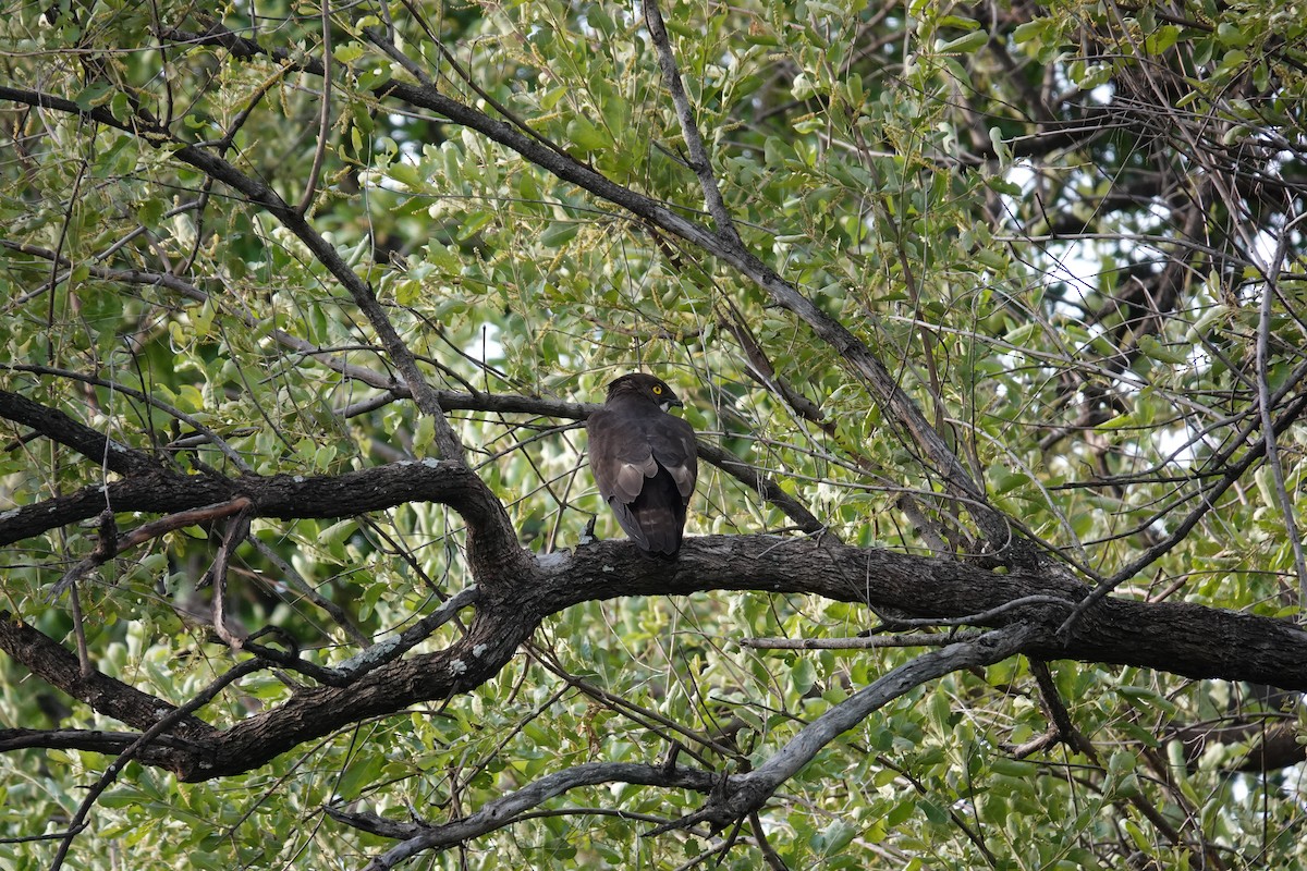 Bat Hawk - ML646597303