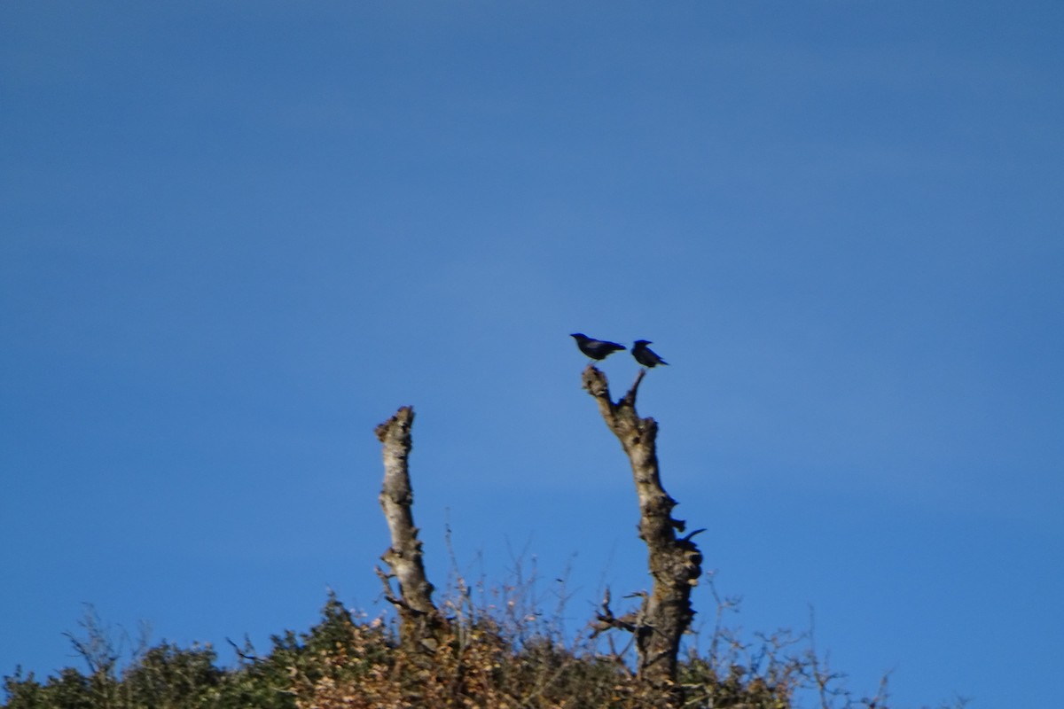 Carrion Crow - ML646597305