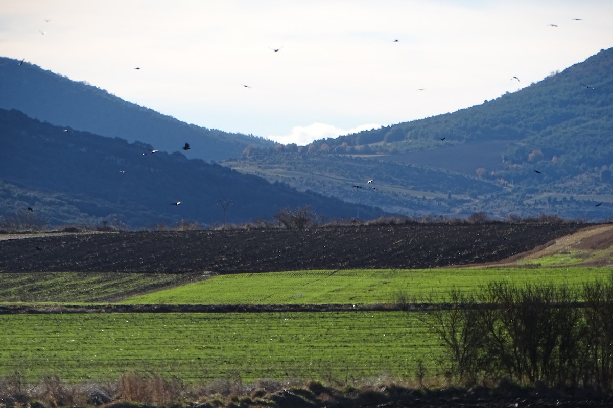 Carrion Crow - ML646597307