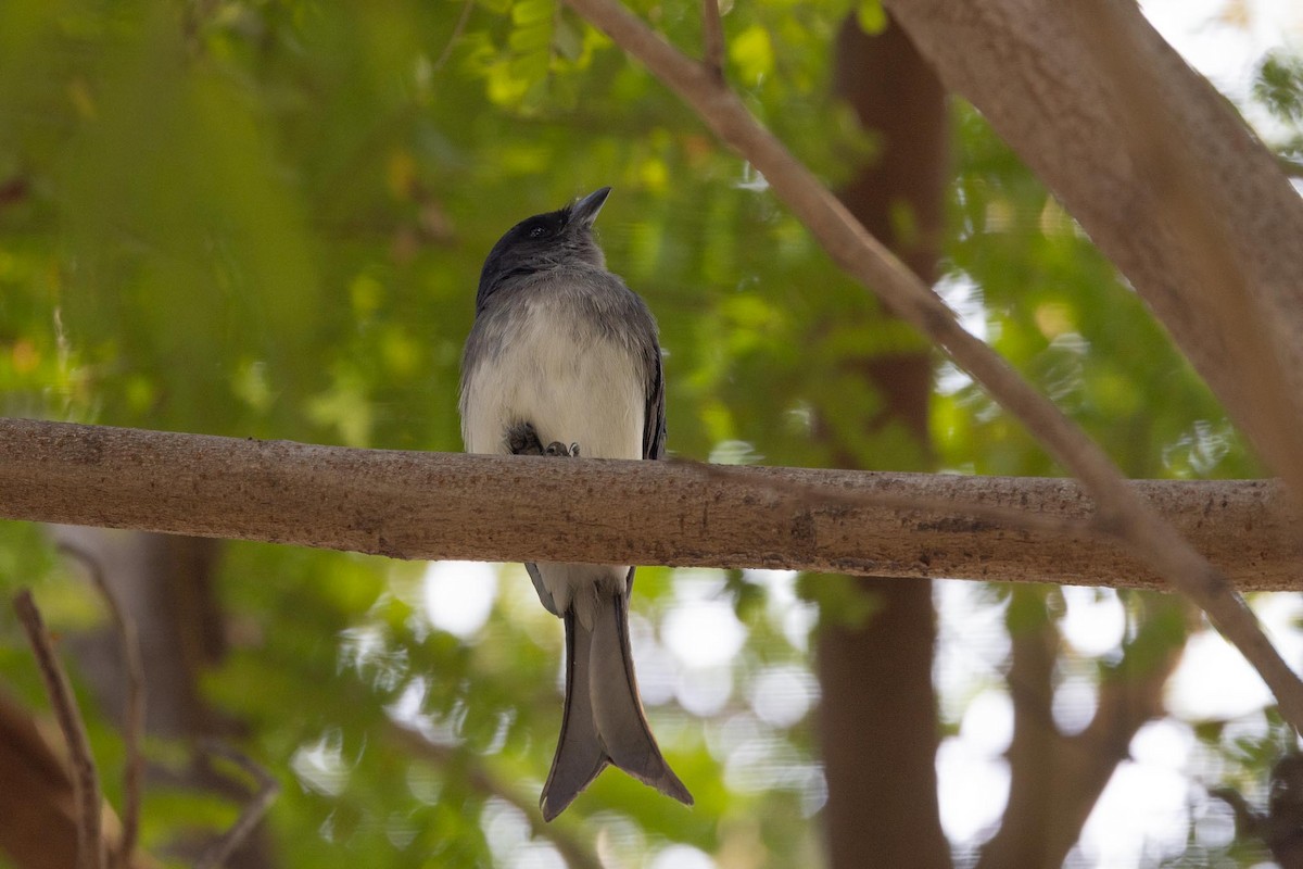 White-bellied Drongo - ML646597309