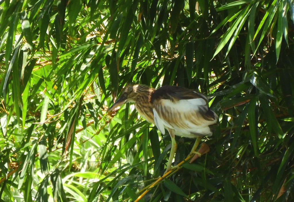 Чапля синьодзьоба - ML646597310
