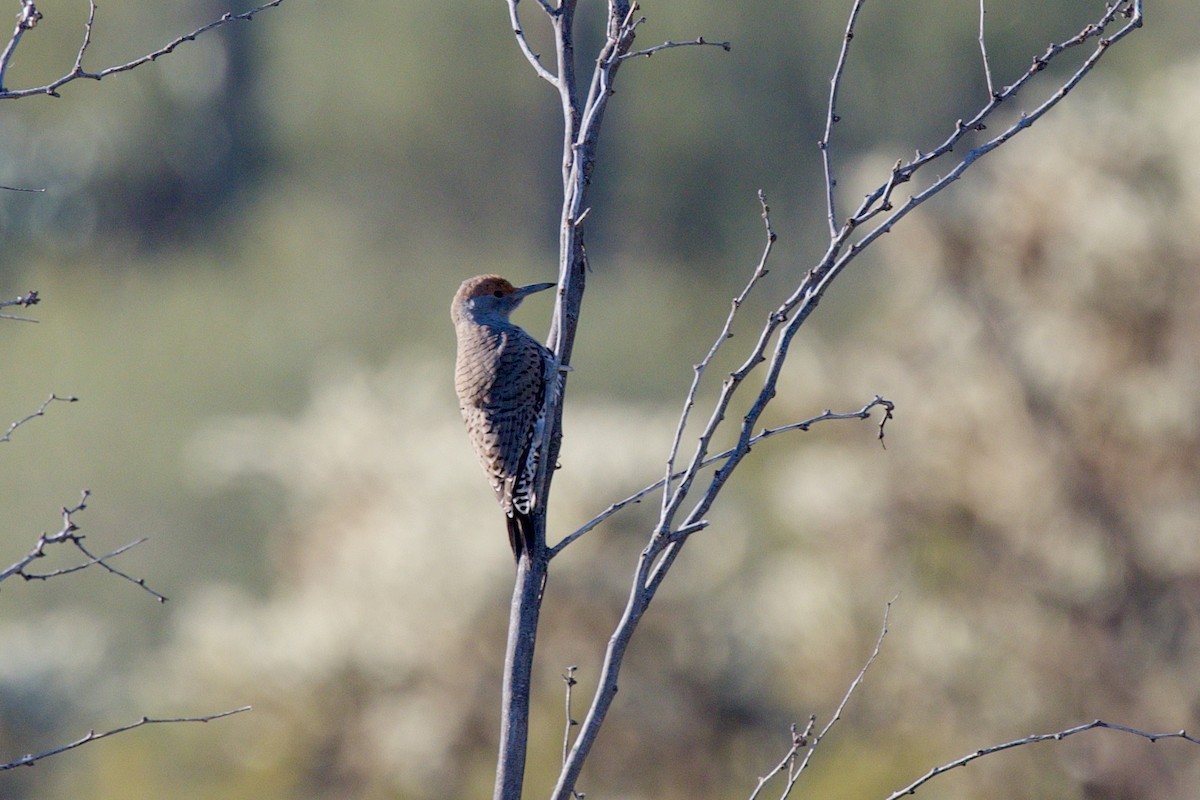 Pic chrysoïde - ML646597327