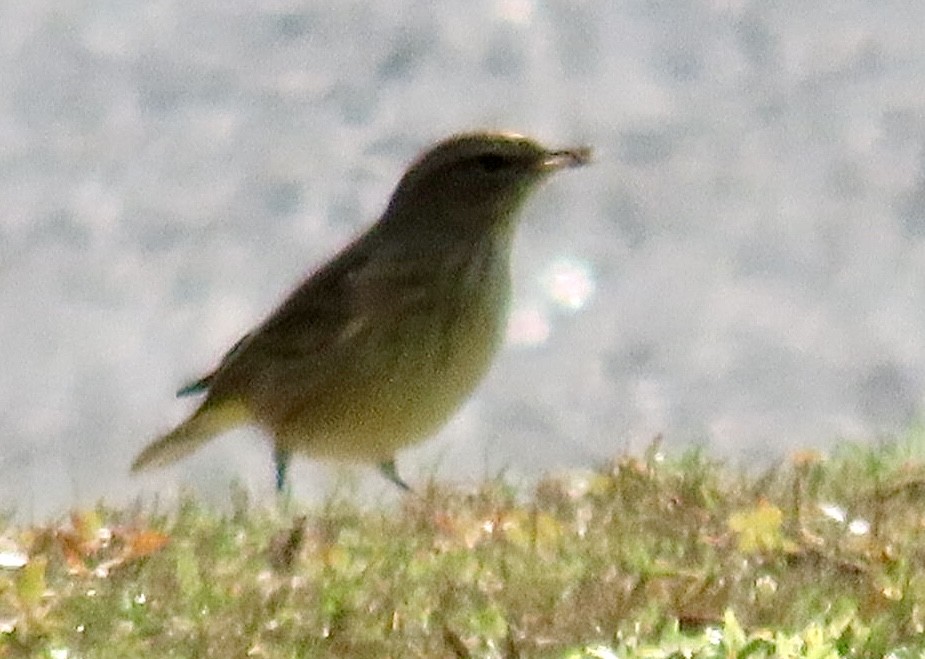 Palm Warbler - ML646597328