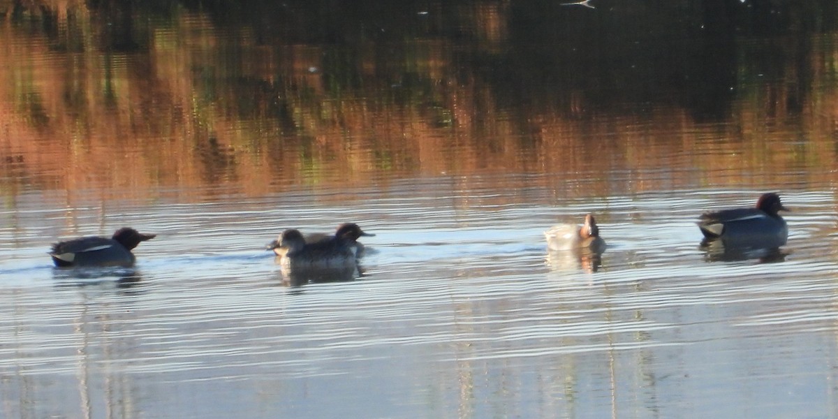Green-winged Teal - ML646597329