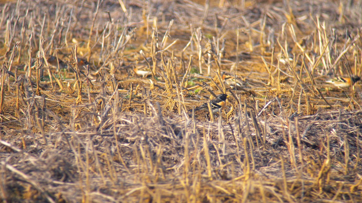 Brambling - ML646597330