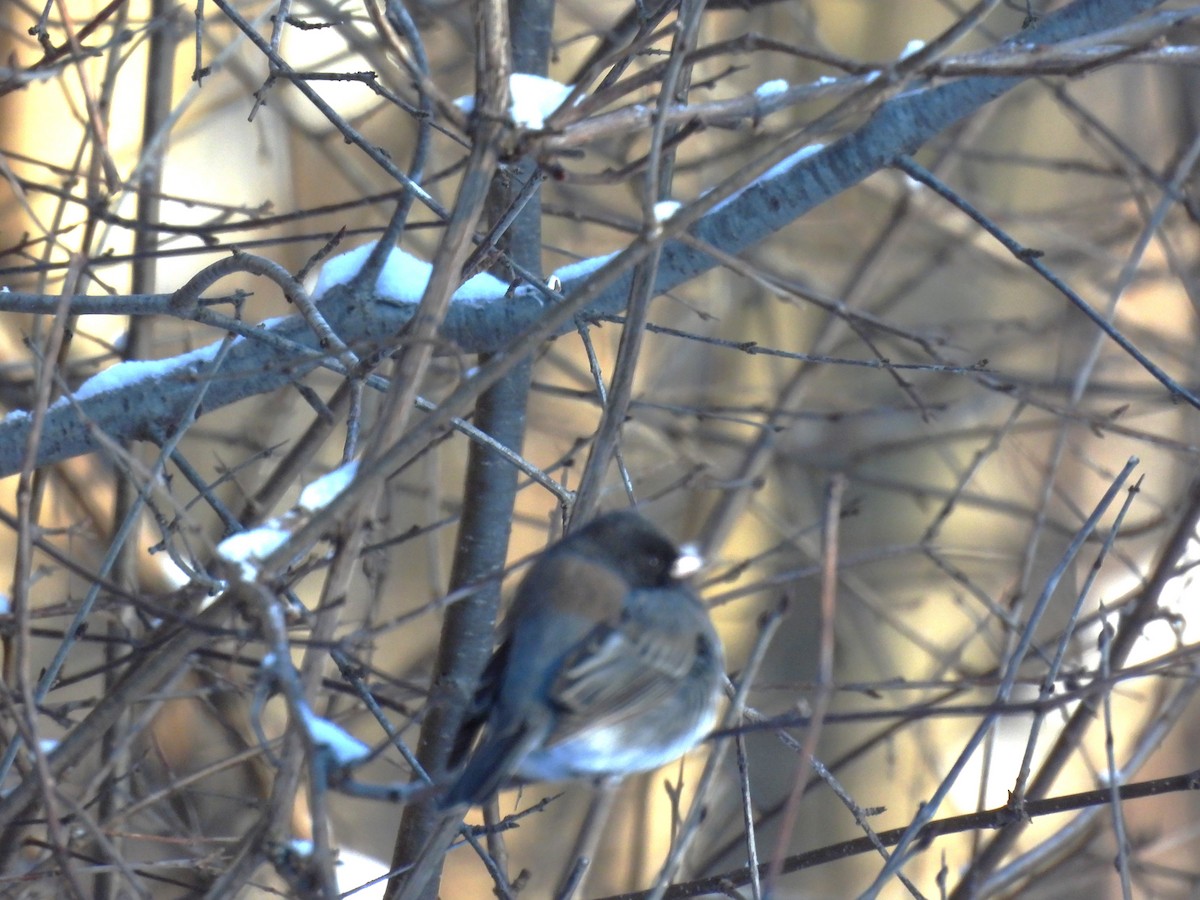 ユキヒメドリ（cismontanus） - ML646597335
