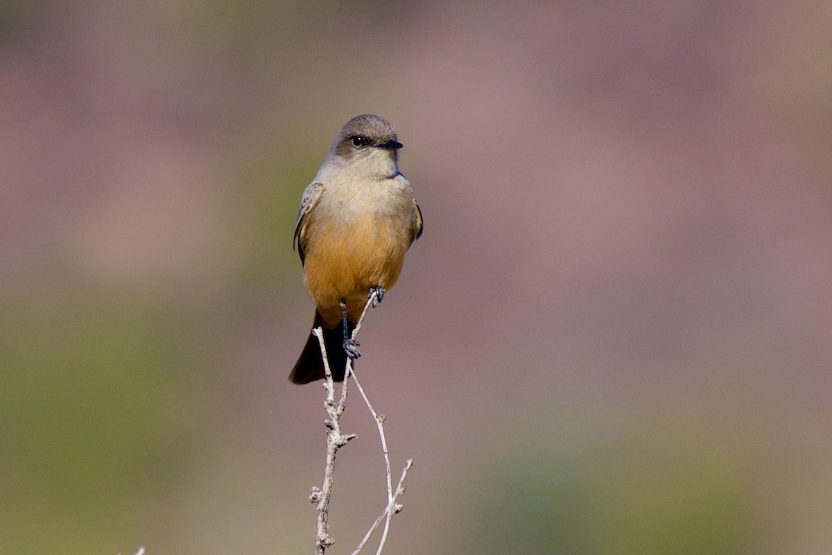 Moucherolle à ventre roux - ML646597338