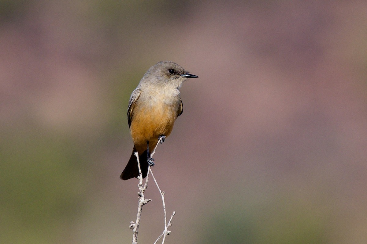 Moucherolle à ventre roux - ML646597339