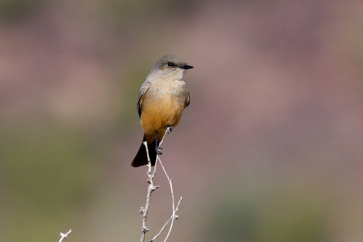 Moucherolle à ventre roux - ML646597340