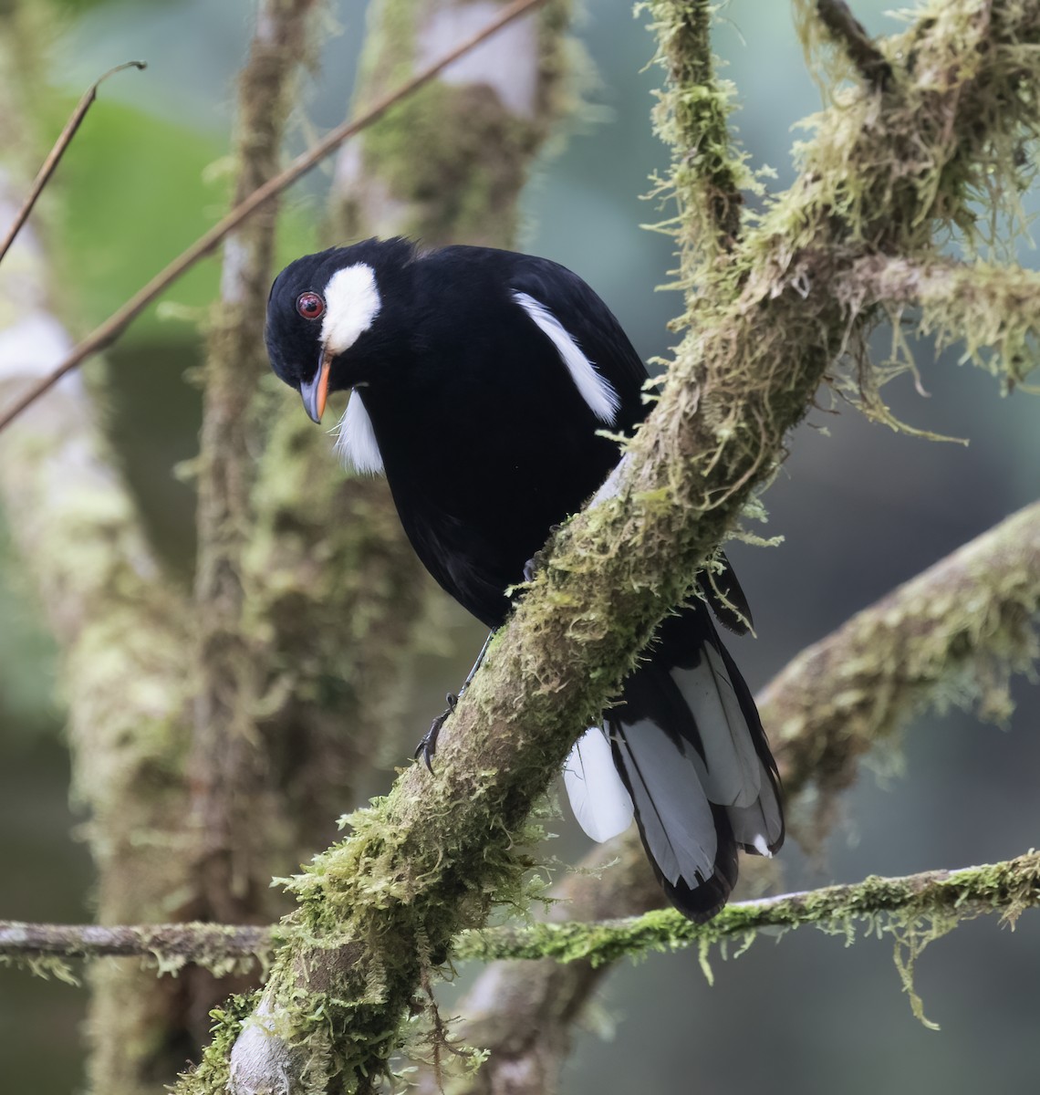 Black Solitaire - ML646597343