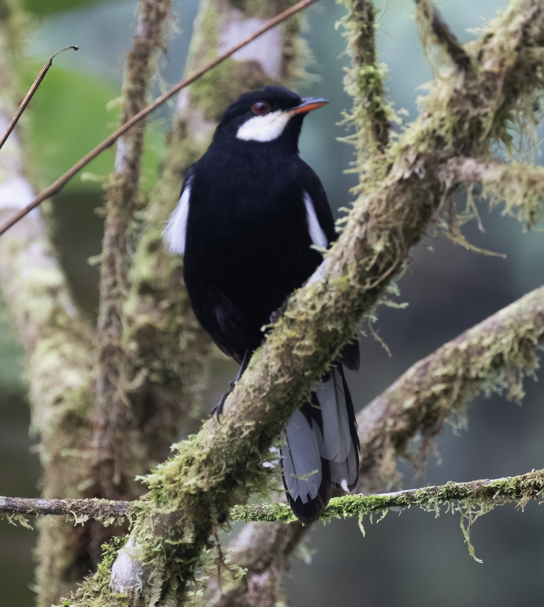 Black Solitaire - ML646597344