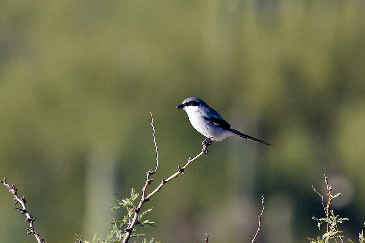 Loggerhead Shrike - ML646597348