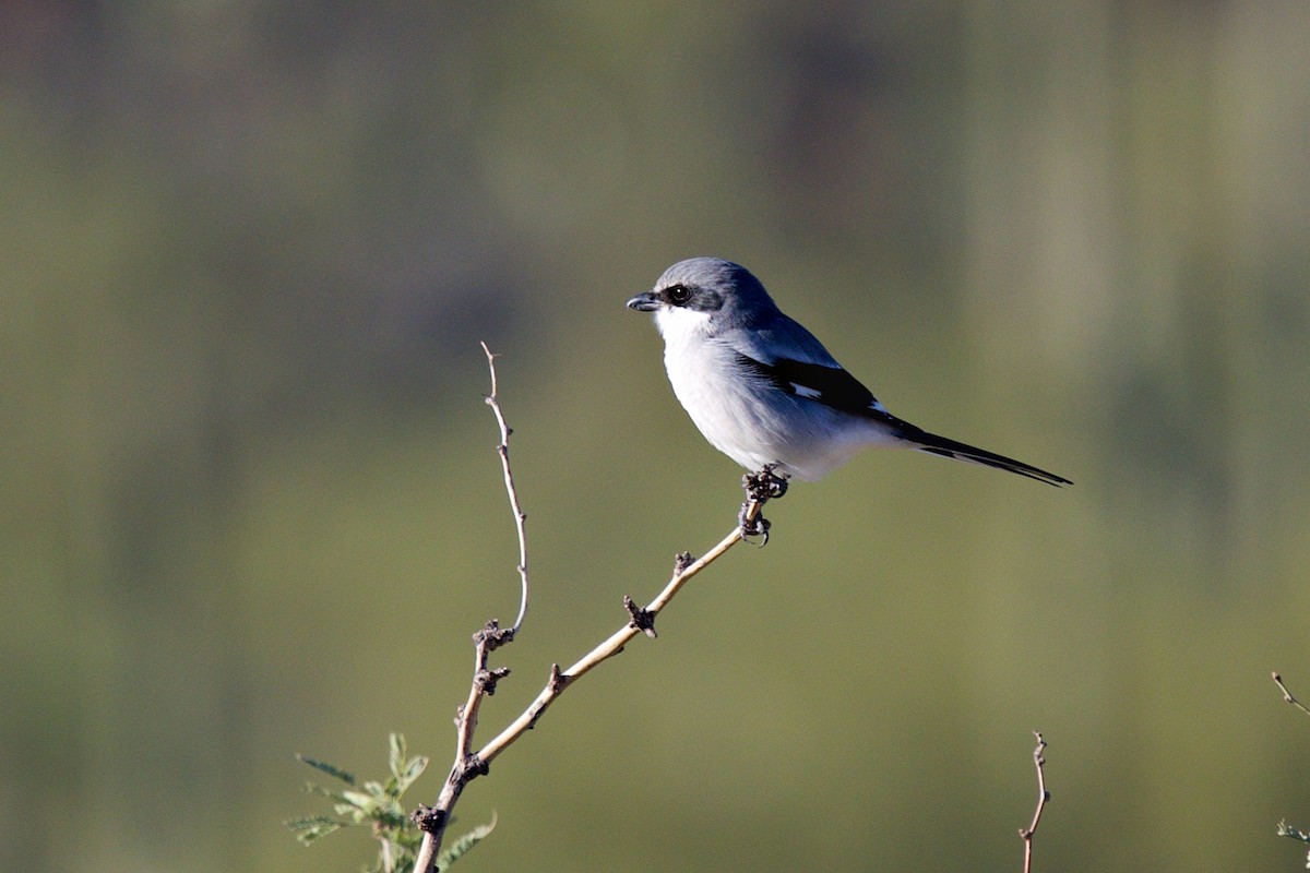 Loggerhead Shrike - ML646597349