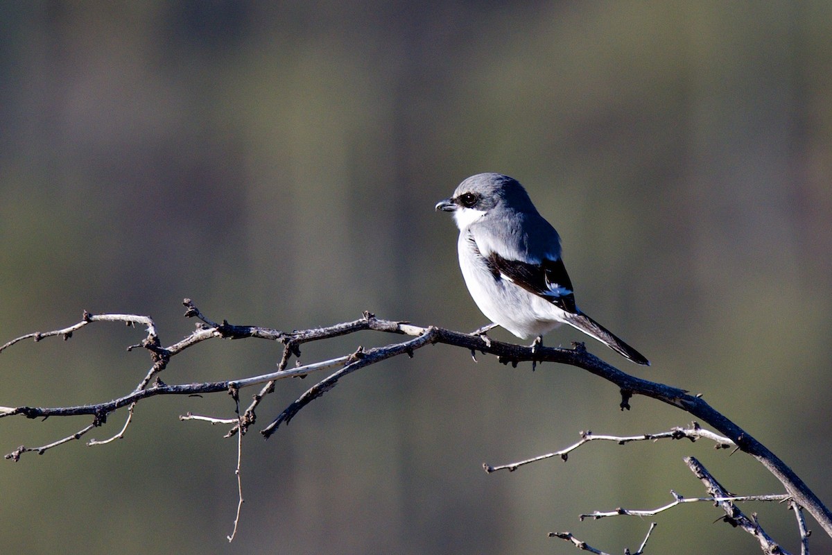 Loggerhead Shrike - ML646597351