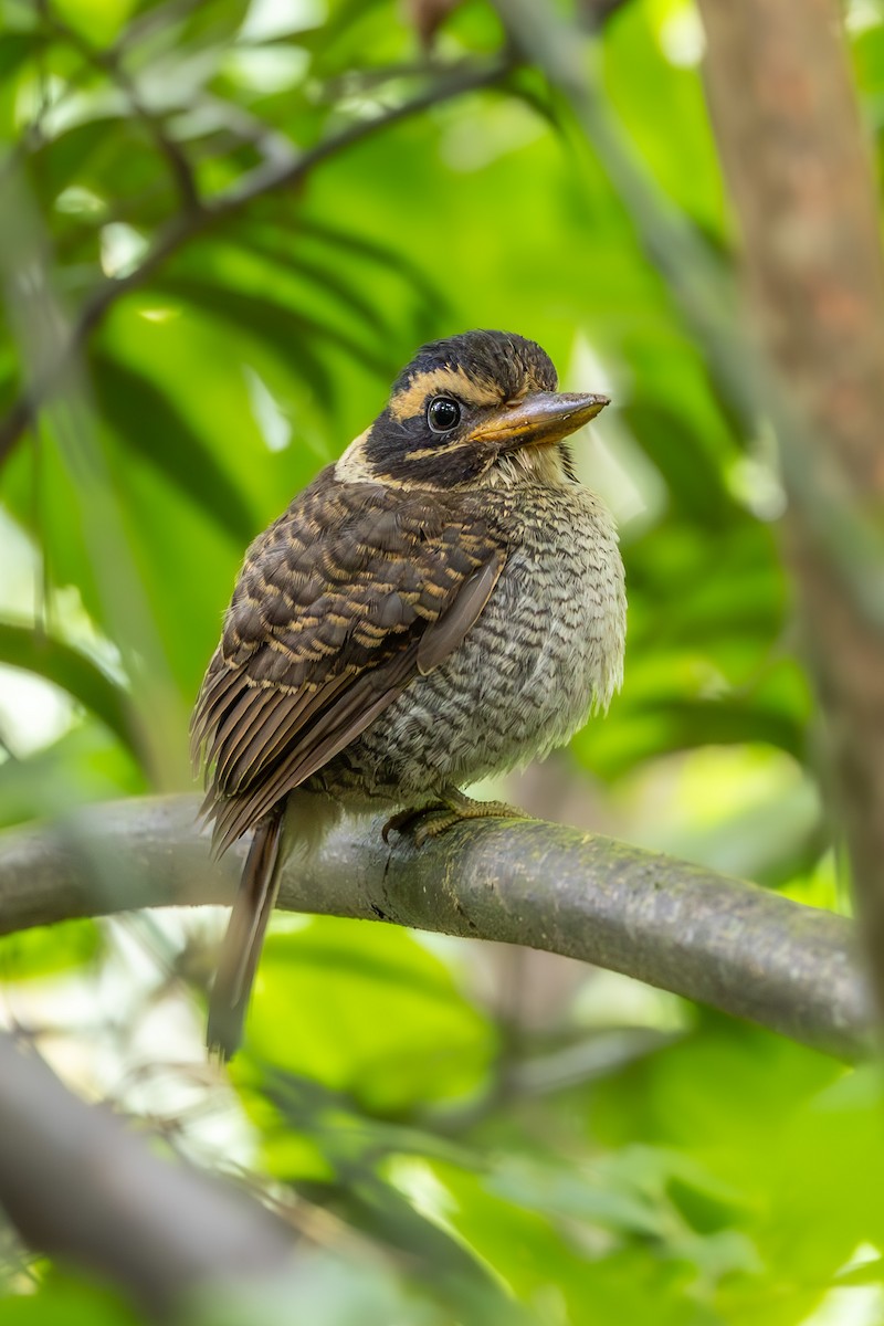 Scaly-breasted Kingfisher - ML646597355