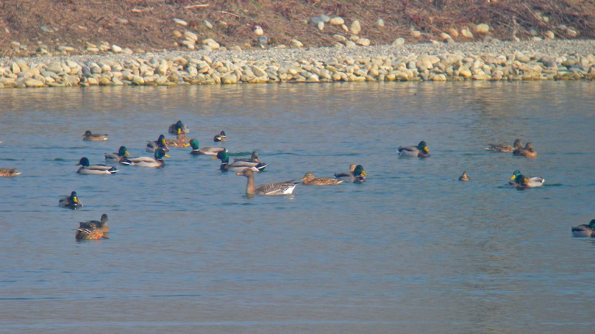 Tundra Bean-Goose - ML646597356