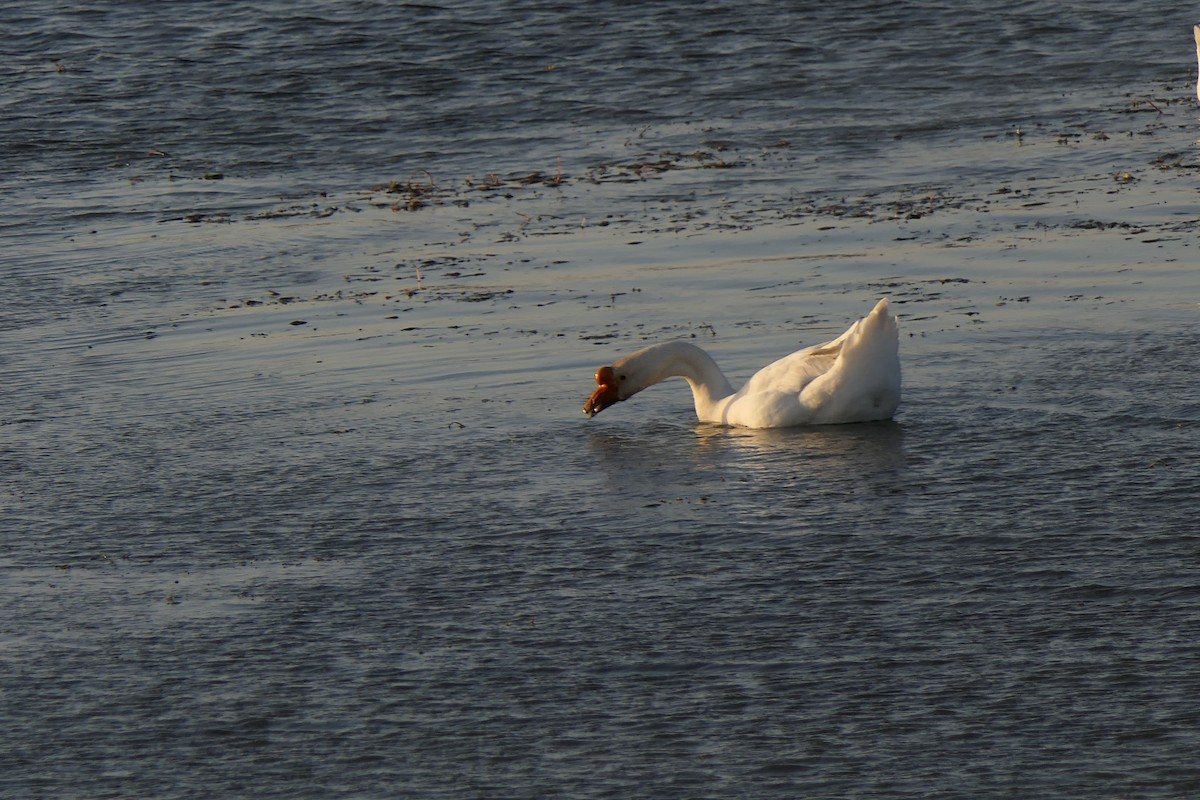 家鵝(馴化) - ML646597357