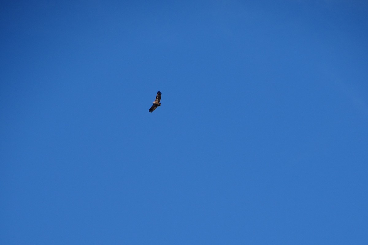 Eurasian Griffon - ML646597360