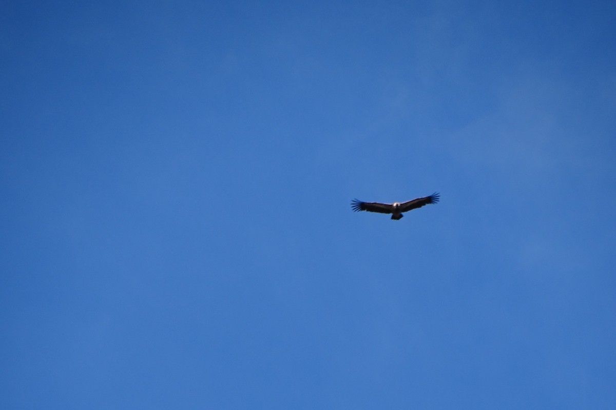 Eurasian Griffon - ML646597361