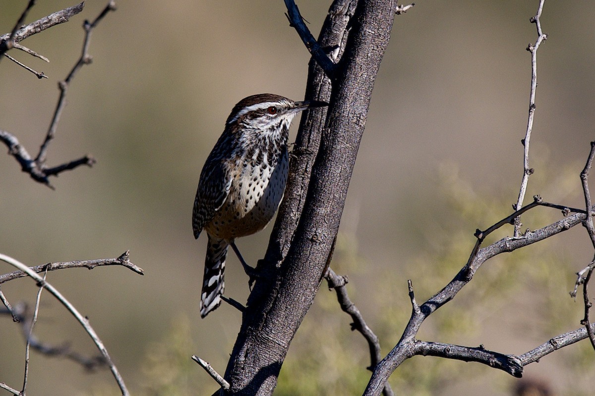 Cactus Wren - ML646597365