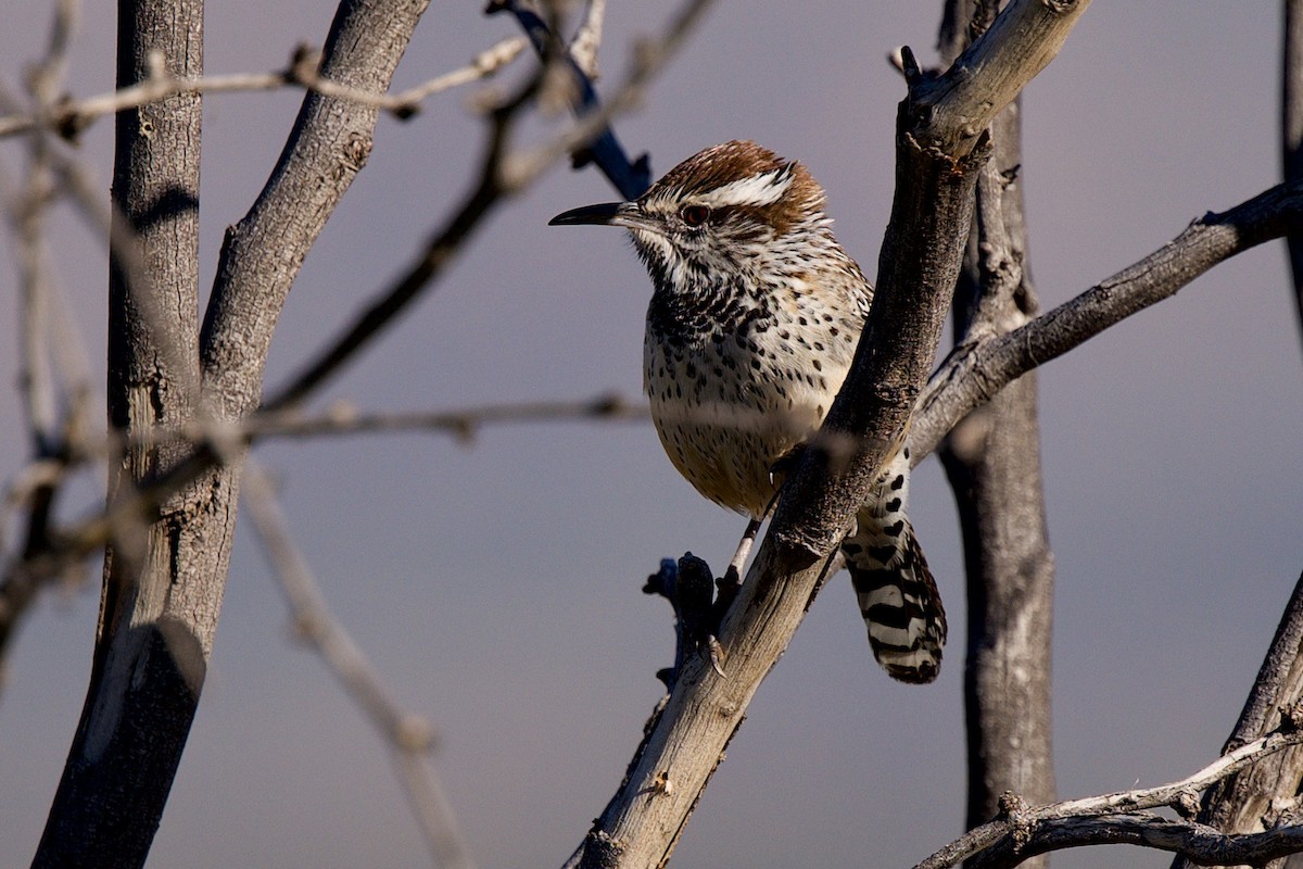 Cactus Wren - ML646597366