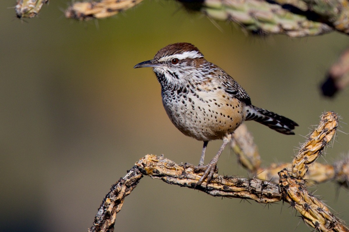 Cactus Wren - ML646597367