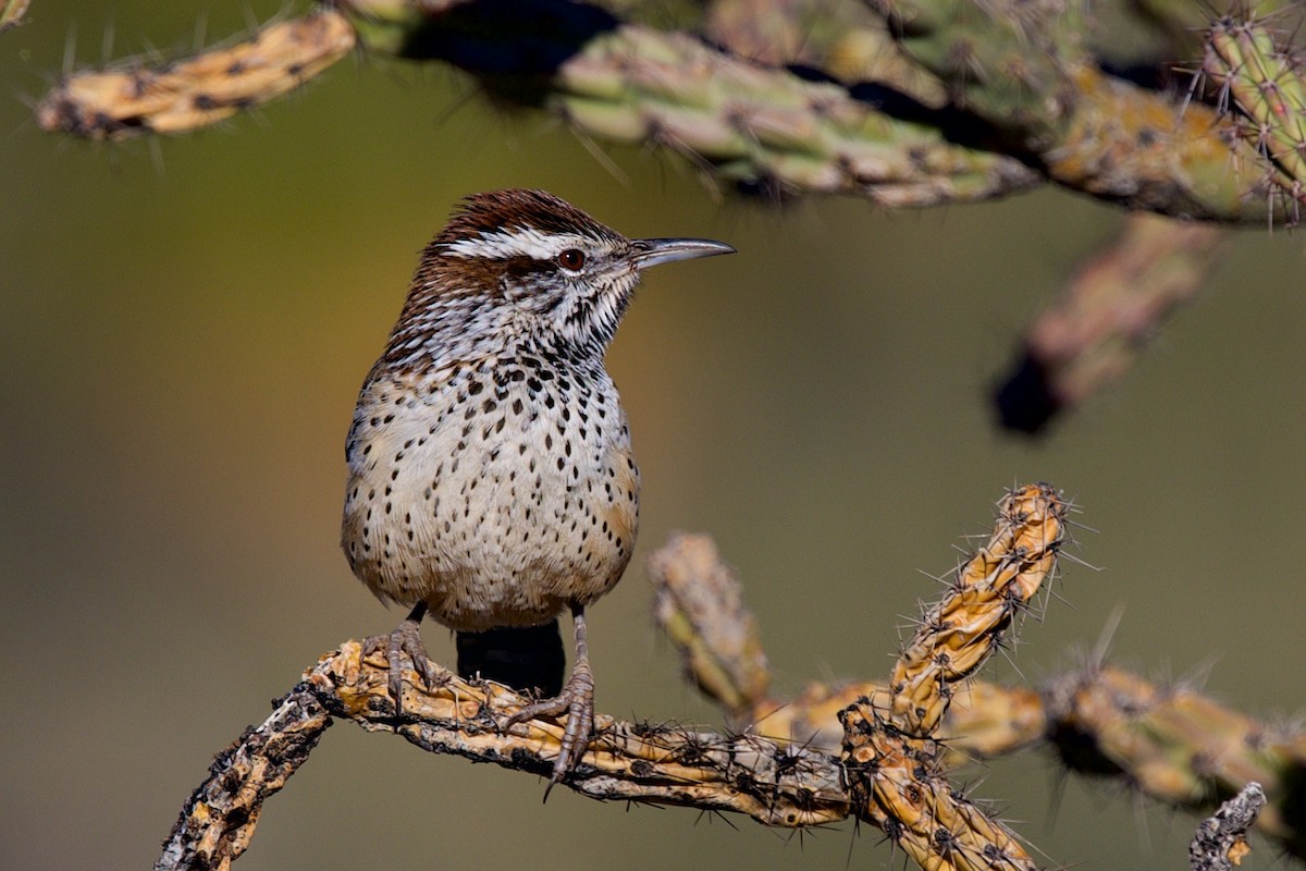 Cactus Wren - ML646597368