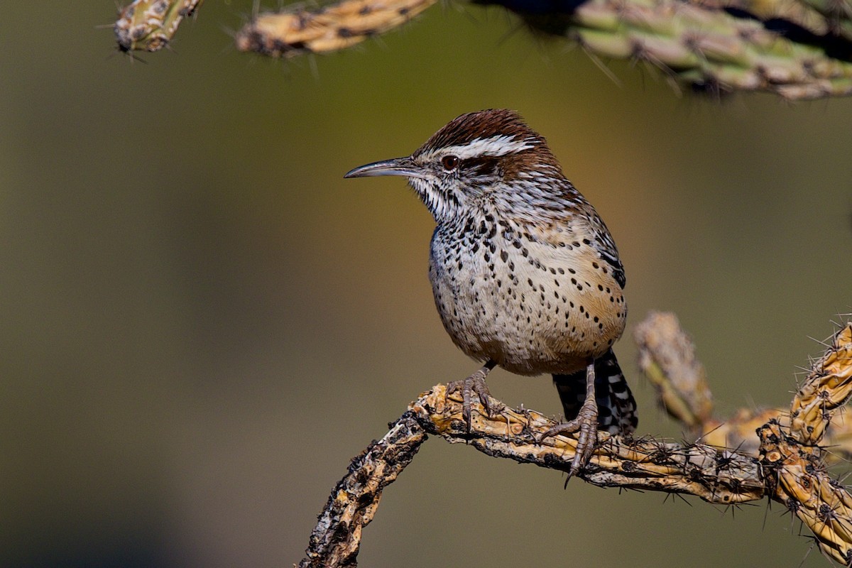 Cactus Wren - ML646597369