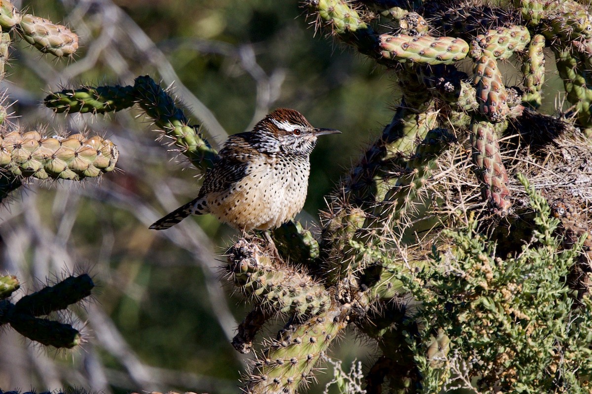 Cactus Wren - ML646597370