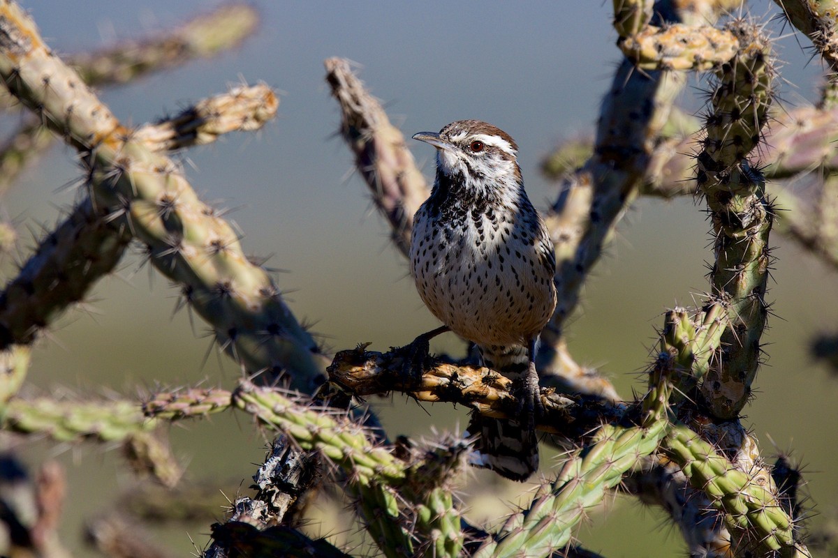 Cactus Wren - ML646597371