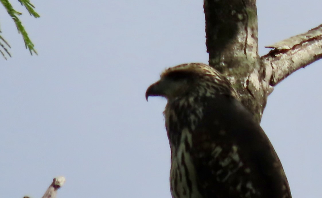 Great Black Hawk - ML646597372