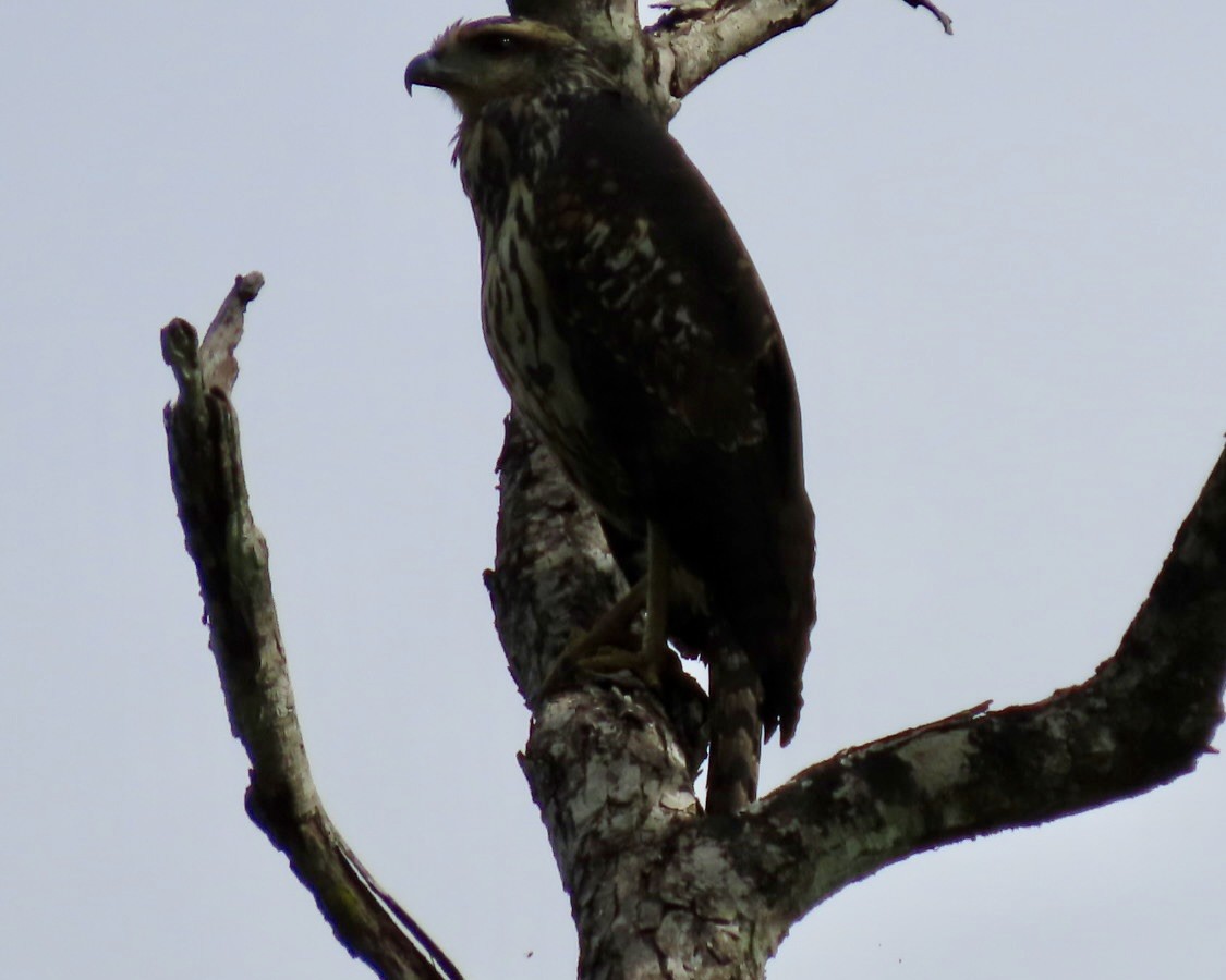 Great Black Hawk - ML646597373
