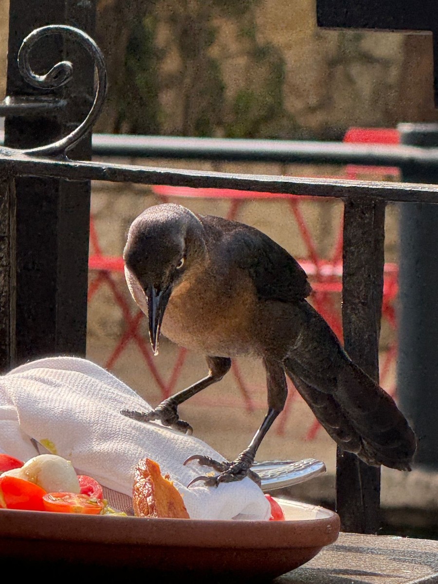 Great-tailed Grackle - ML646597374