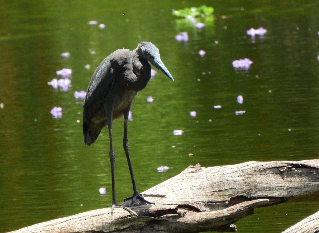 Humblot's Heron - ML646597375