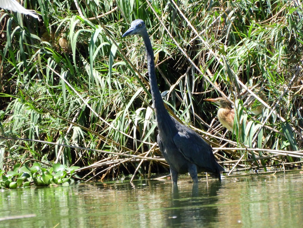 Humblot's Heron - ML646597377