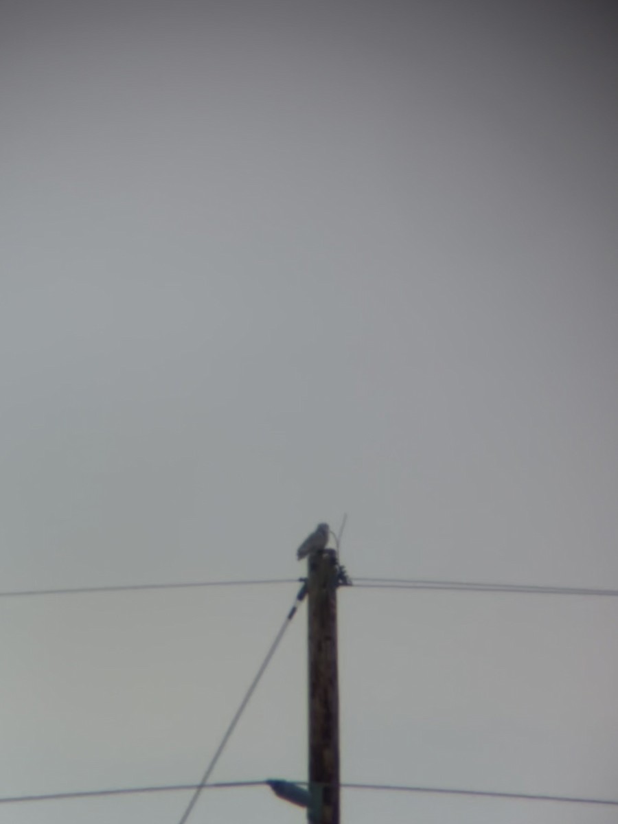 Цэвдгийн ууль - ML646597378