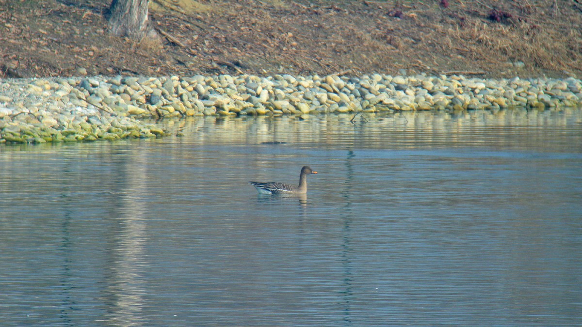 Tundra Bean-Goose - ML646597379