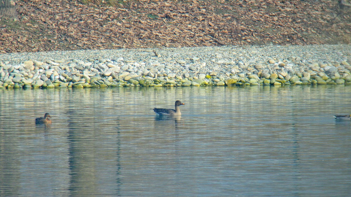 Tundra Bean-Goose - ML646597380